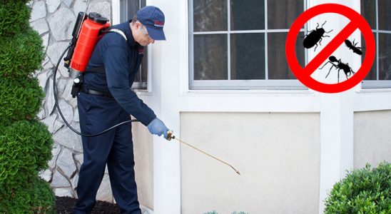 Dikmen Dezenfeksiyon böcek ilaçlama ve haşere kontrolü — ilaclama-tr.com